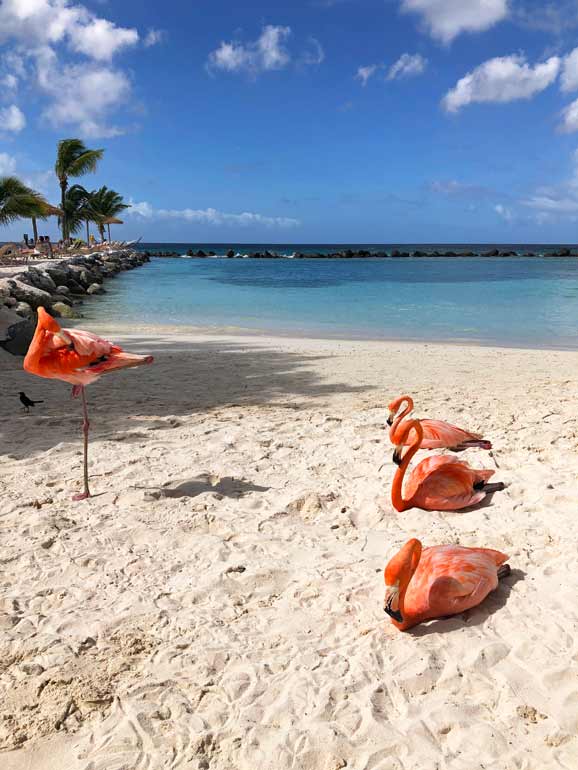 flamingos resting on the white sand beach in aruba