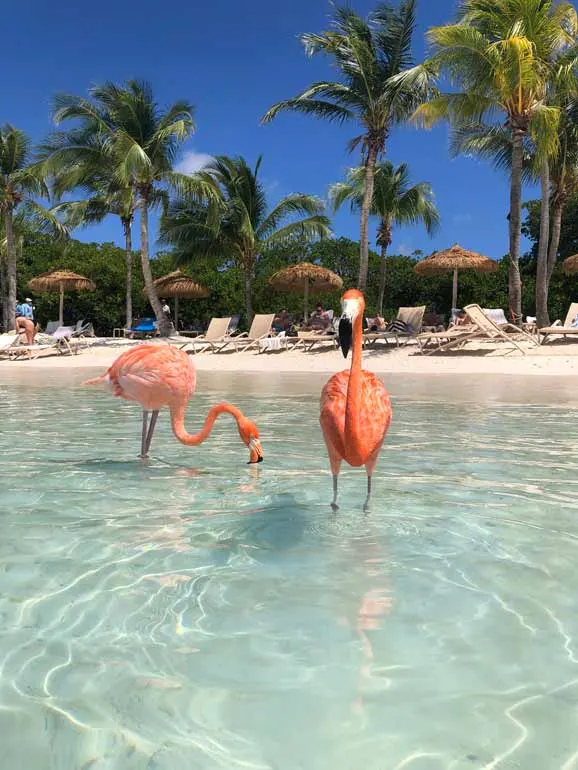 beaches with flamingos in aruba