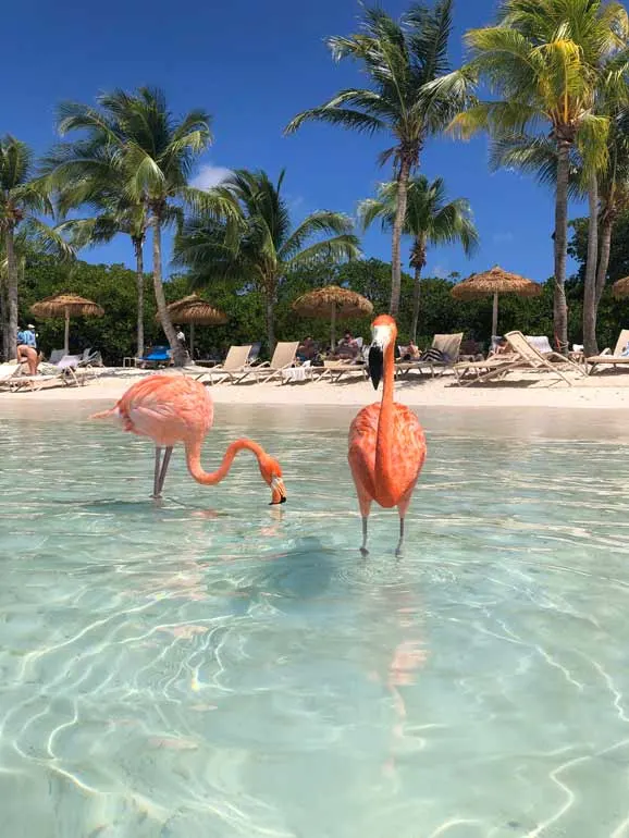 how to see flamingos in aruba