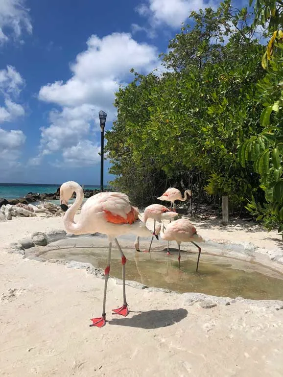 white flamingos standing on the sand