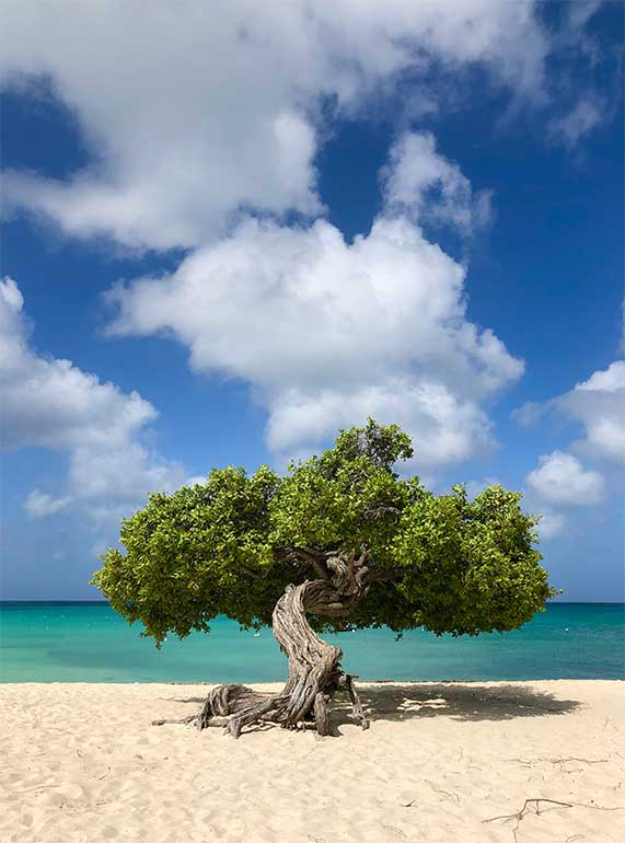 fofoti tree aruba