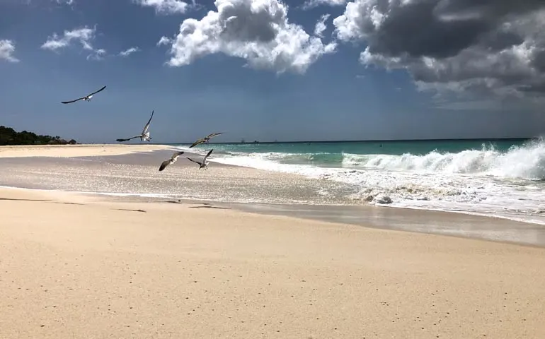 seagulls at play in Aruba