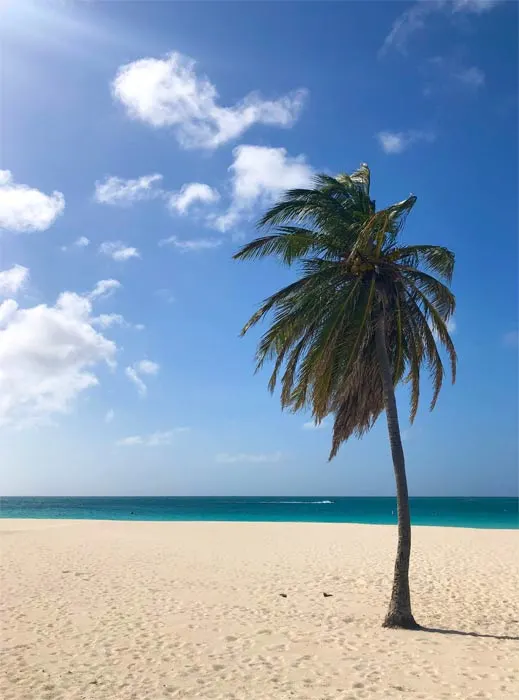 eagle beach, aruba with palm tree