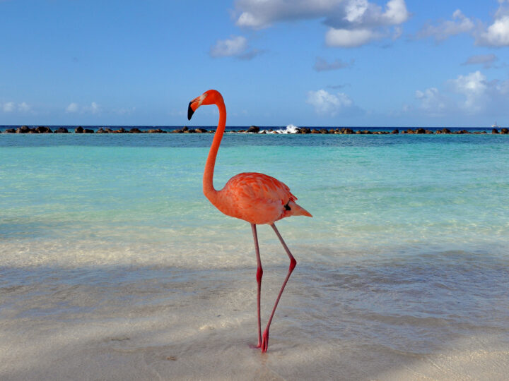 flamingo beach aruba picture of pink flamingo on beautiful white sand beach with ocean in background
