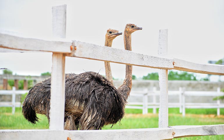 aruba ostrich farm