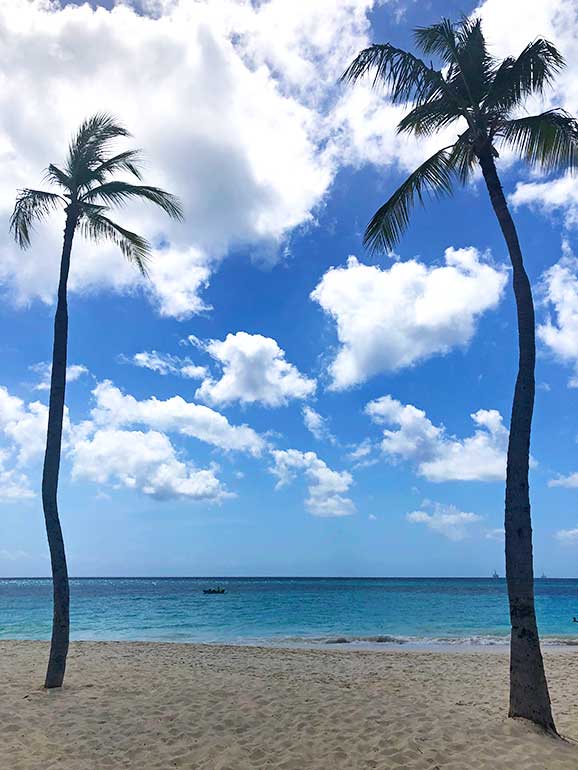 palm trees on the beach