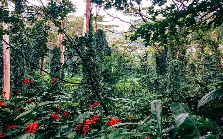 Manoa falls trail