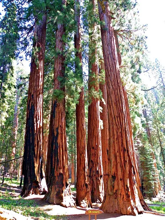 sequoia national park hikes