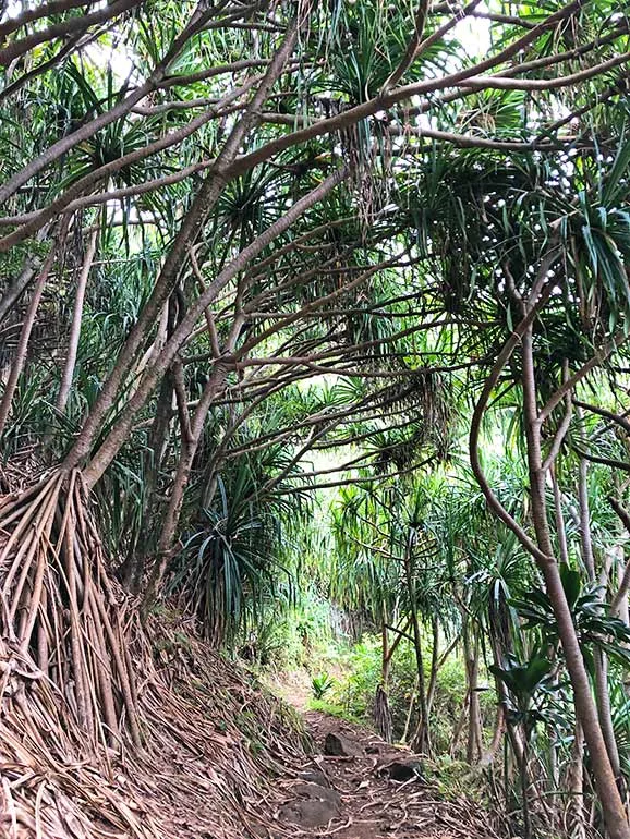 best oahu hiking trails