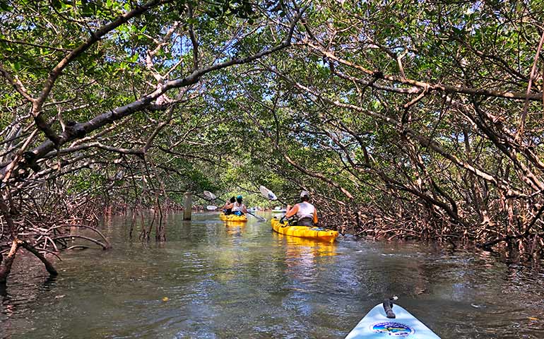 kayaking Anna Maria Island florida