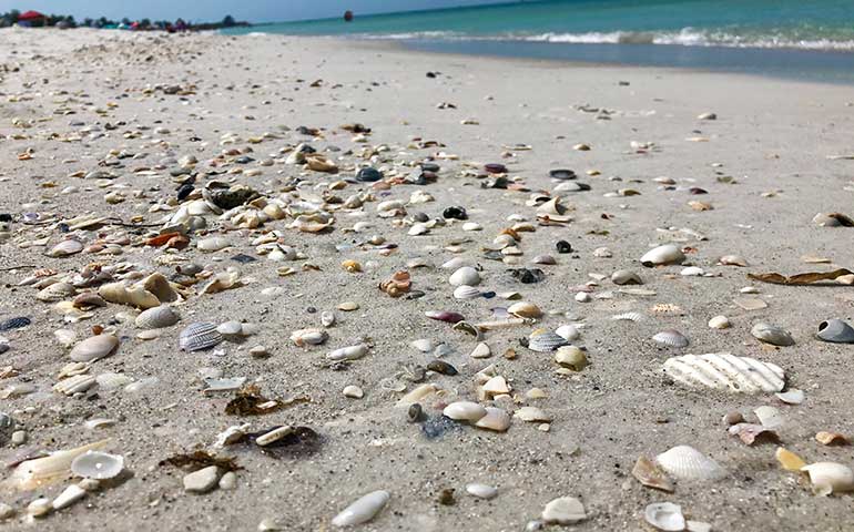 coquina sea shells