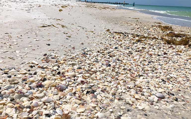 hunting seashells