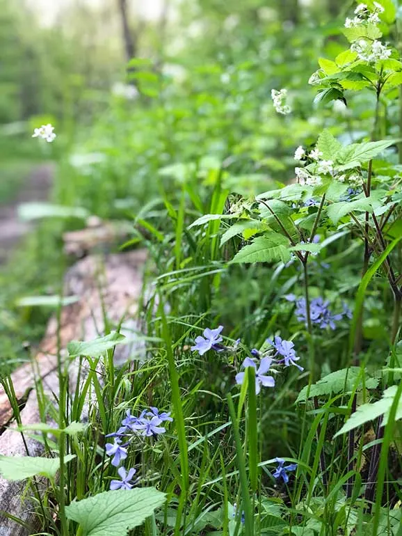 wildflowers along a trail