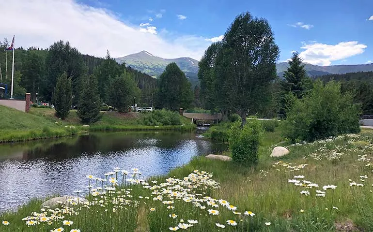 Guide to Wildflowers in Breckenridge - Breckenridge, Colorado