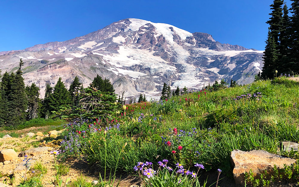 visiting washington picture of mountain and wildflowers on sunny day