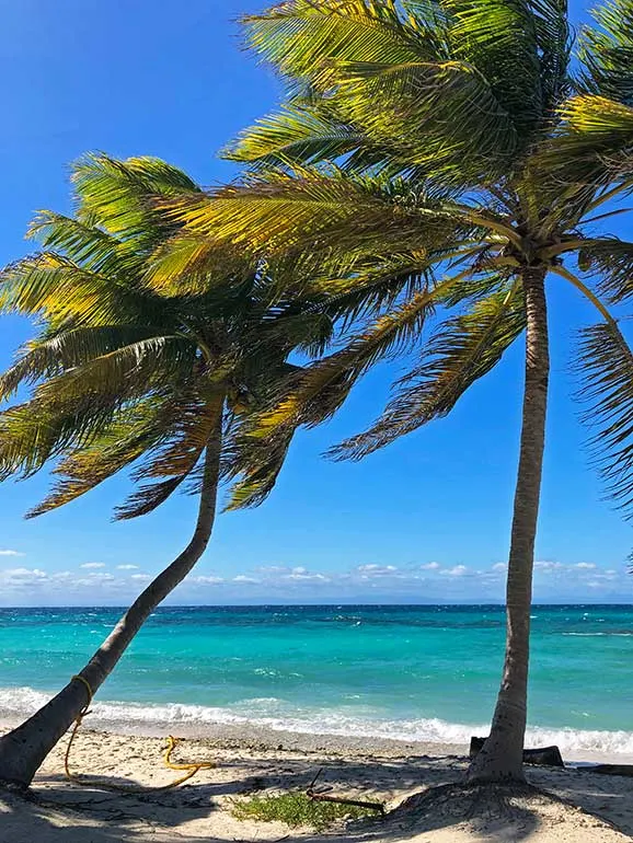 picturesque palm trees against the Caribbean backdrop