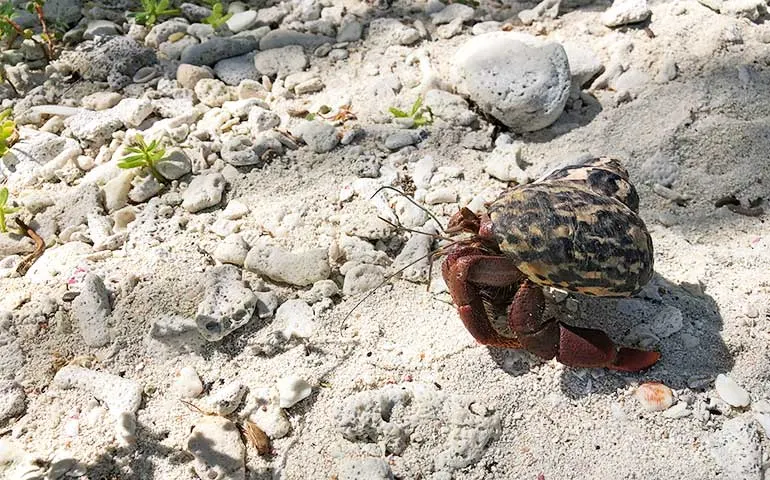 crab walking on the sand