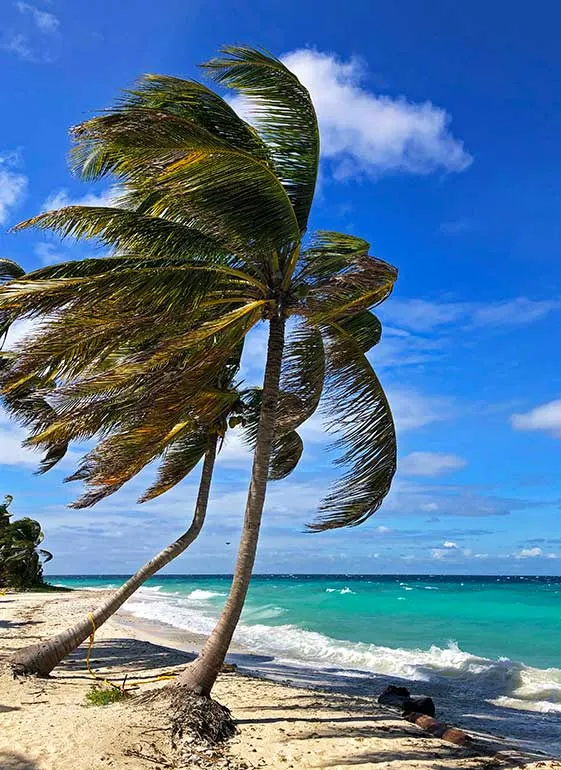 palm trees on a beautiful day