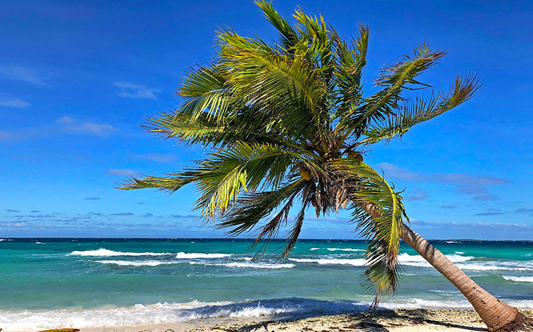 belize beach with single palm tree