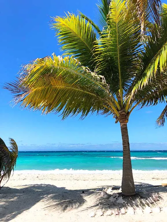 belize palm tree