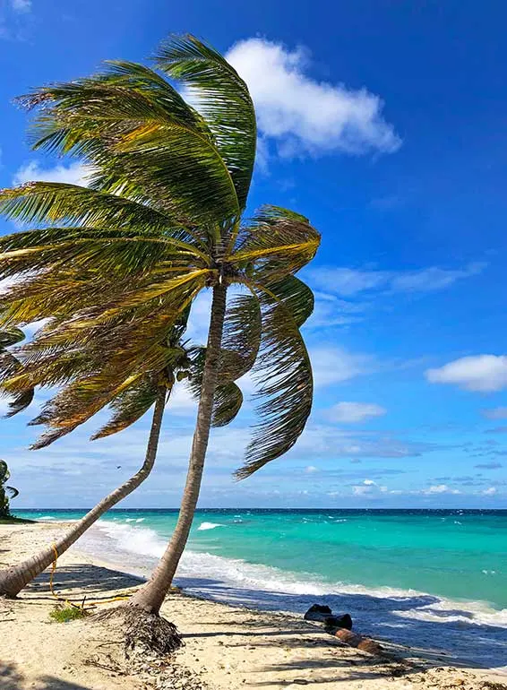 palm trees in the Caribbean