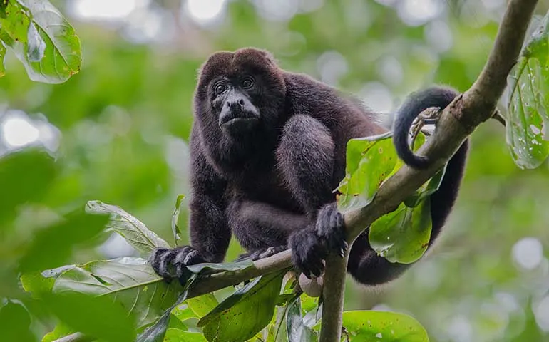 howler monkey