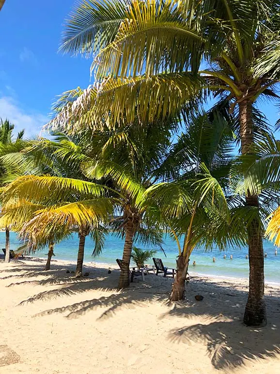 beach with palm trees