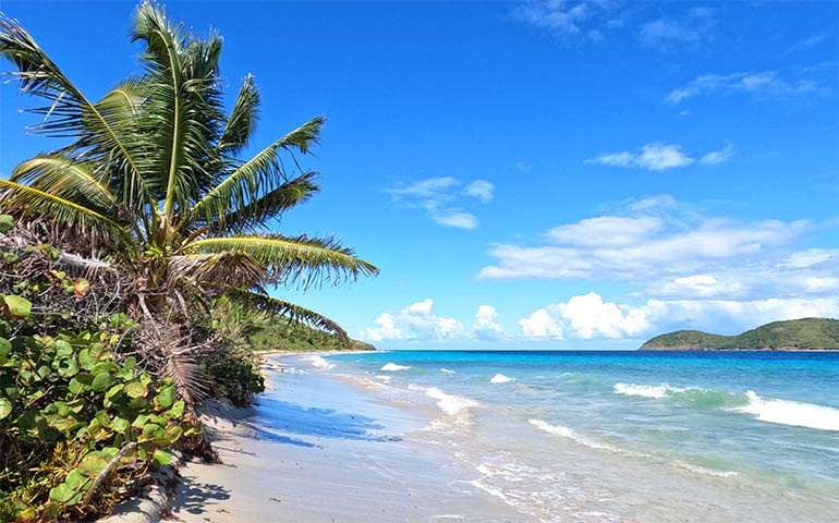 zoni beach culebra Puerto Rico with palm tree thin sand white waves turquoise water