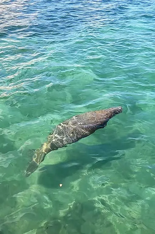 manatee floating in the teal water of the caribbean