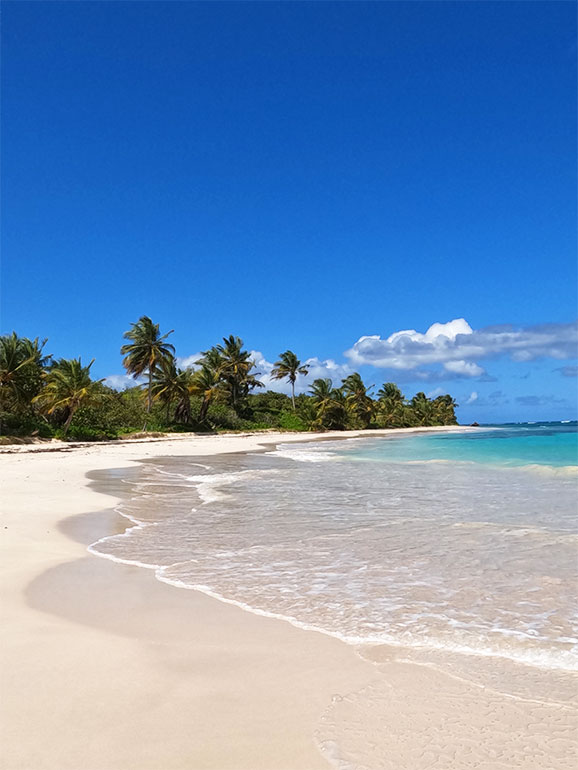 culebra flamenco beach shoreline with palm trees and white sandy beach