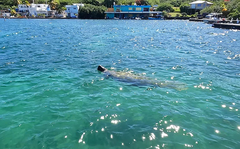 bay of culebra pr with manatee floating