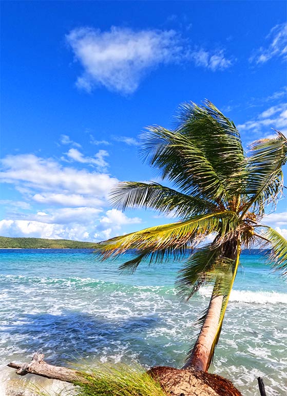 palm tree waves in the caribbean