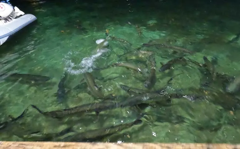 feeding the tarpons swimming at night in culebra pr