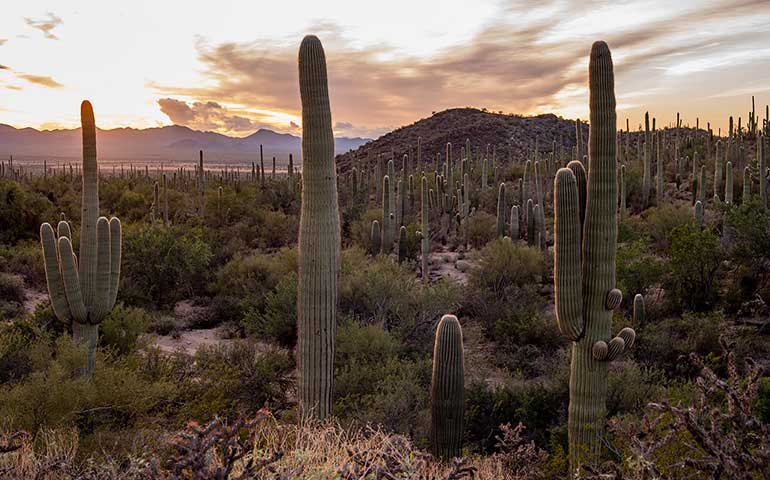 Saguaro - best national parks to visit in April pic of large saguaro cacti field at sunset