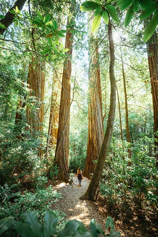 best national parks to visit in April Redwoods giant trees with lots of greenery and small person standing