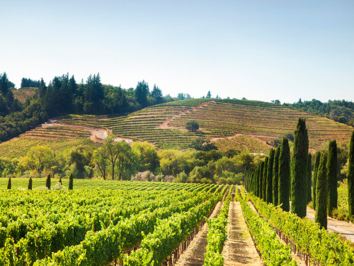 Napa Valley fields with rows of vines and hill in background