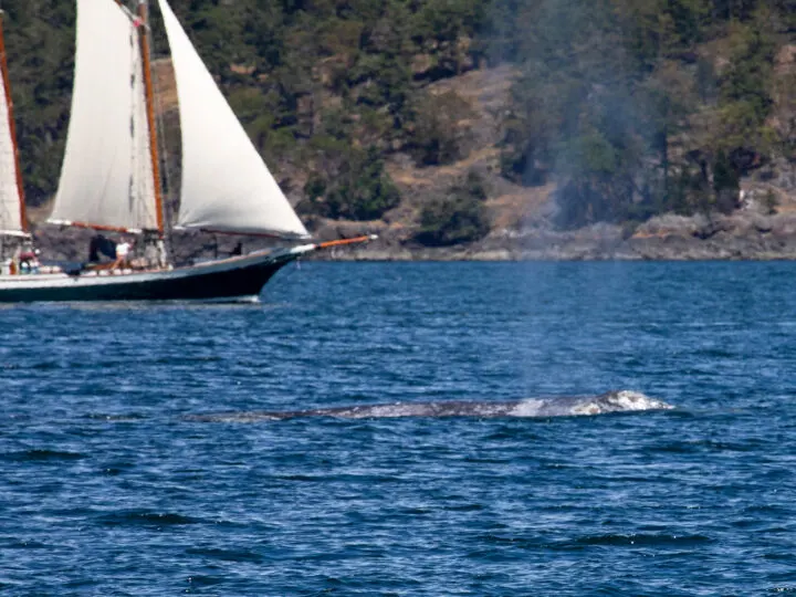 whale watching with boat in background, whale peeking out of blue water