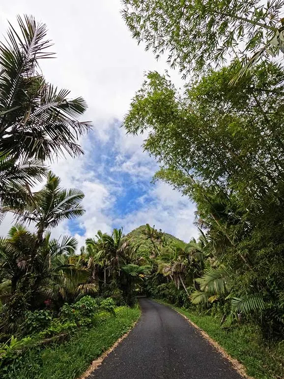 day trip to el yunque driving a road with rainforest on either side while looking ahead to hilltop with tropical palms