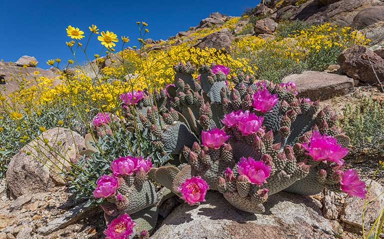 wildflowers in the spring purple blooms from cactus and yellow behind