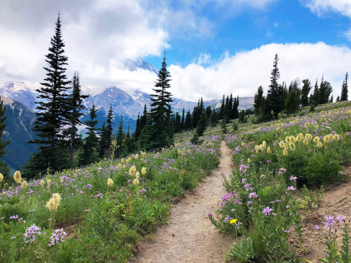 silver forest trail mt rainier beautiful wildflowers trees and mountain in distance