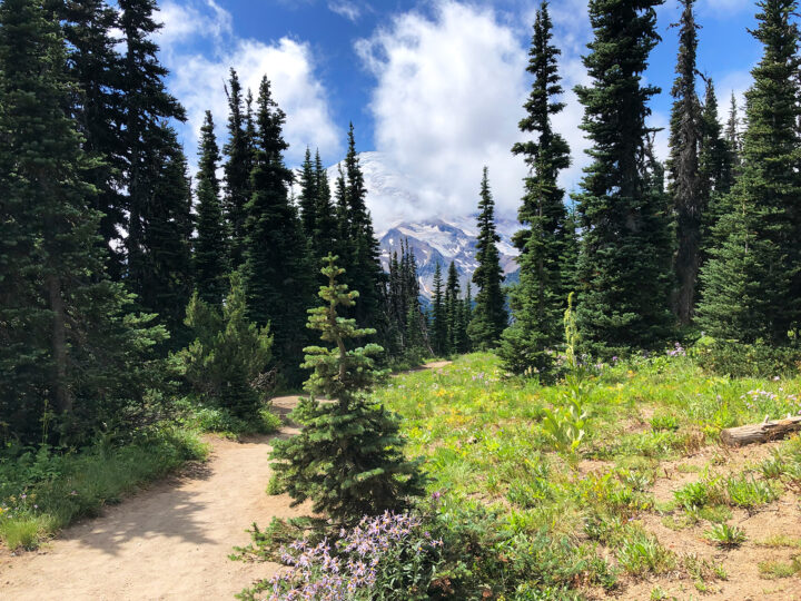 best hikes in mt rainier - trail through the forest with dirt path and mountains ahead