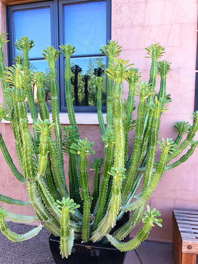 cacti with flower spikes against building with window in phoenix