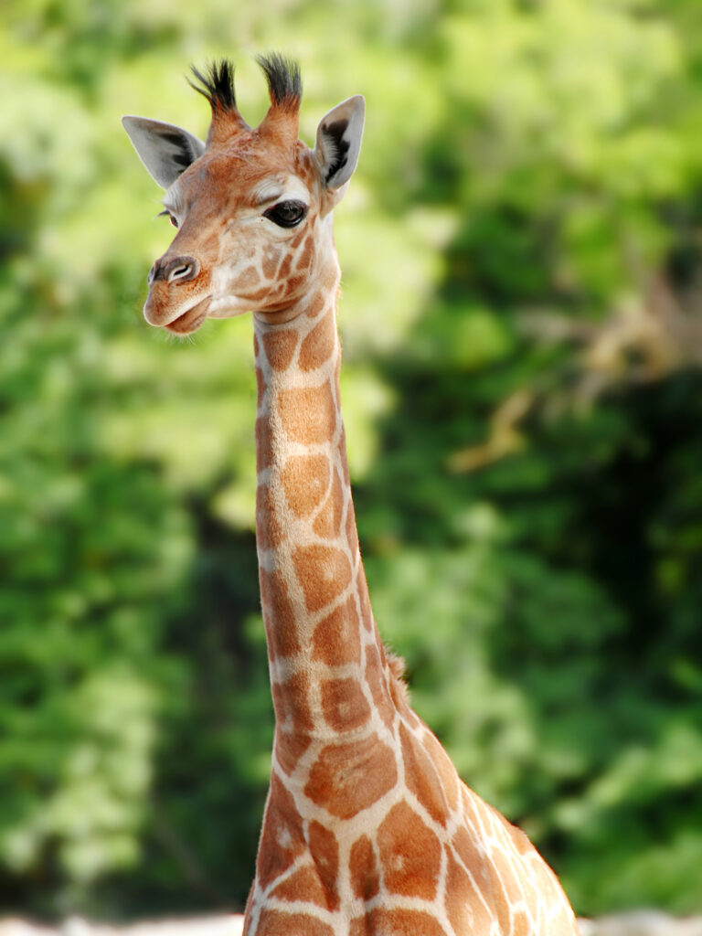 phoenix zoo - picture of young giraffe with light tan skin and blurry tree background