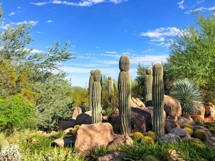 day trip to phoenix field of cacti, rocky and colorful fauna on bright blue sky