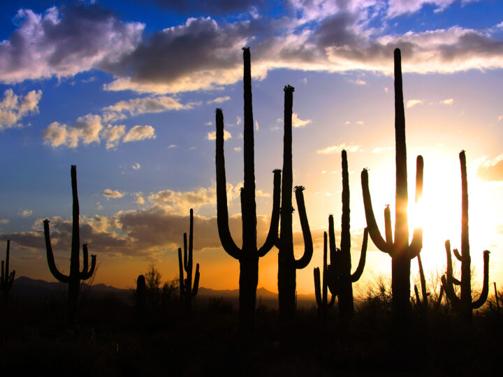 saguaro cactus in desert at sunset blue and orange sky