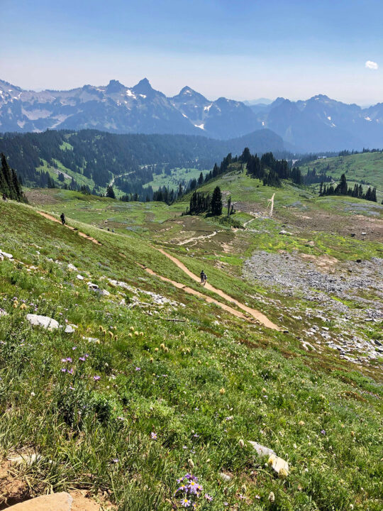 mt rainier hikes downhill trail with flower meadow and cascade mountains in background