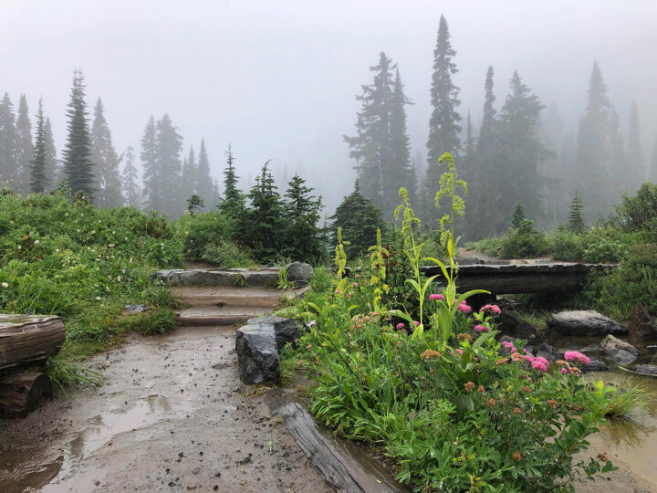 best hikes in mt rainier in the rain - muddy trail in foggy mist with trees and dull flowers