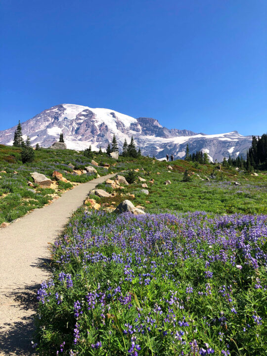 mount rainier hiking trails photo of paved path wildflowers and mount rainier on sunny day