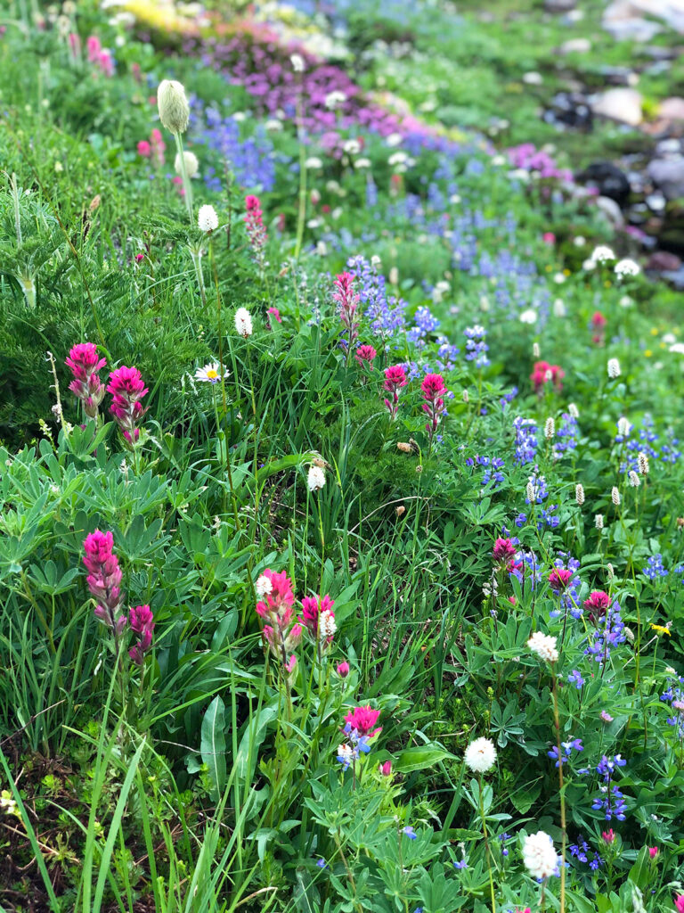 pink green and purple wildflowers in a field of green grass