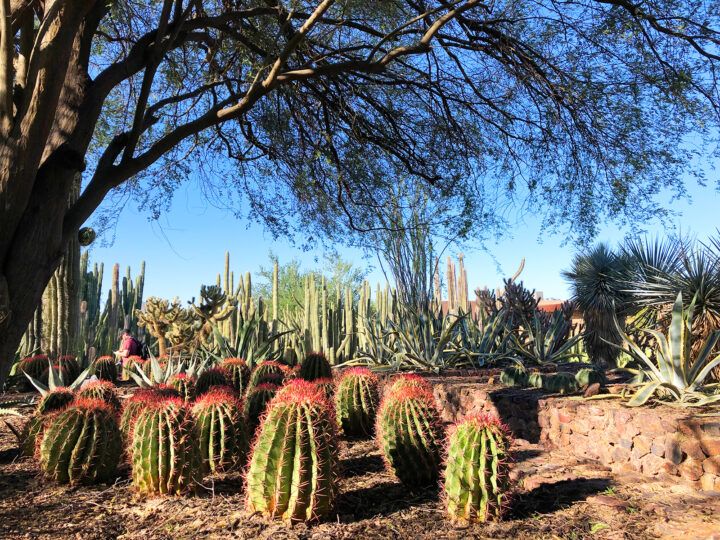 spending one day in phoenix at the botanical gardens pic of colorful cacti with large tree over top